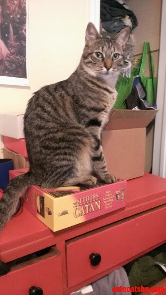 Cat on Catan