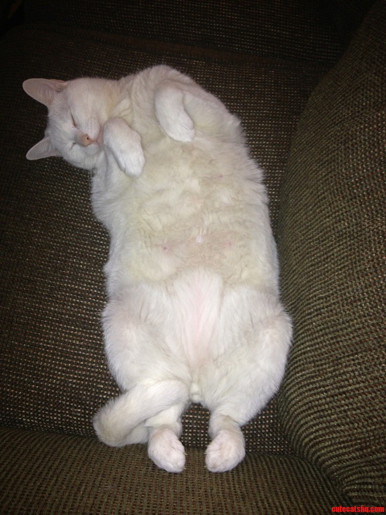 Cat Shavasana