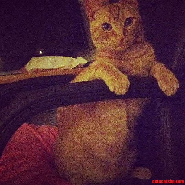 Cat Sits in Office Chair and Stares at Me Like This All Evening.