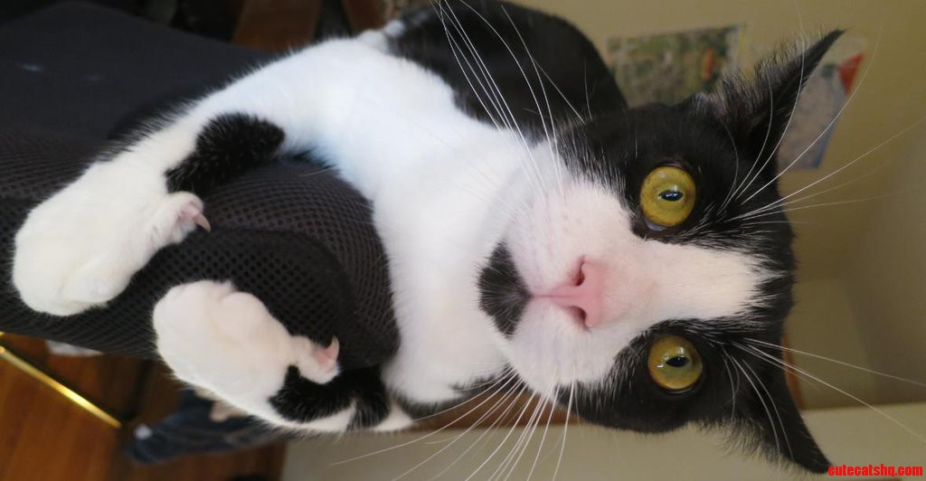 Cat Using Thumbs.