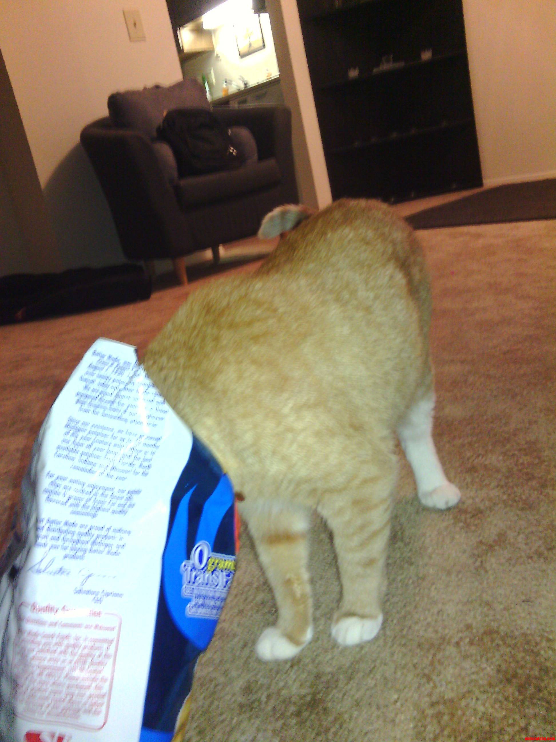 Cat Wants Chips  Cat Gets Chips.