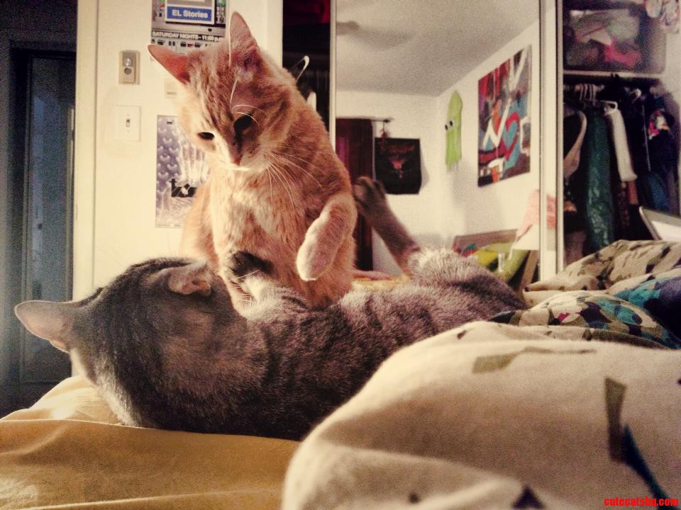 Cat Wrestling