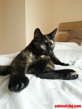 Cat Yoga.
