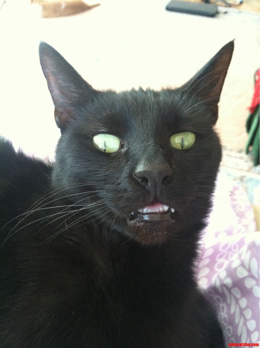 Catnip...not Even Once