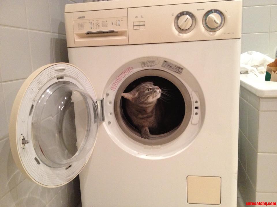 Cats Are Known for Their Cleanliness... Literally