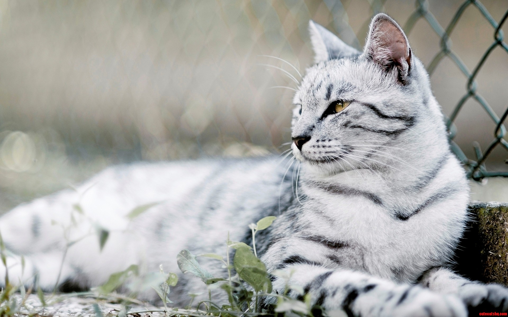 Cats Are Such Beautiful Creatures