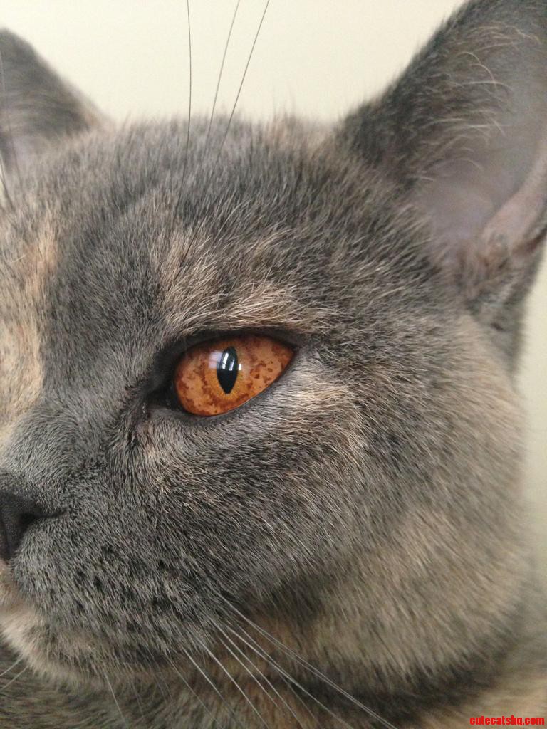 Cats Have the Coolest Eyes