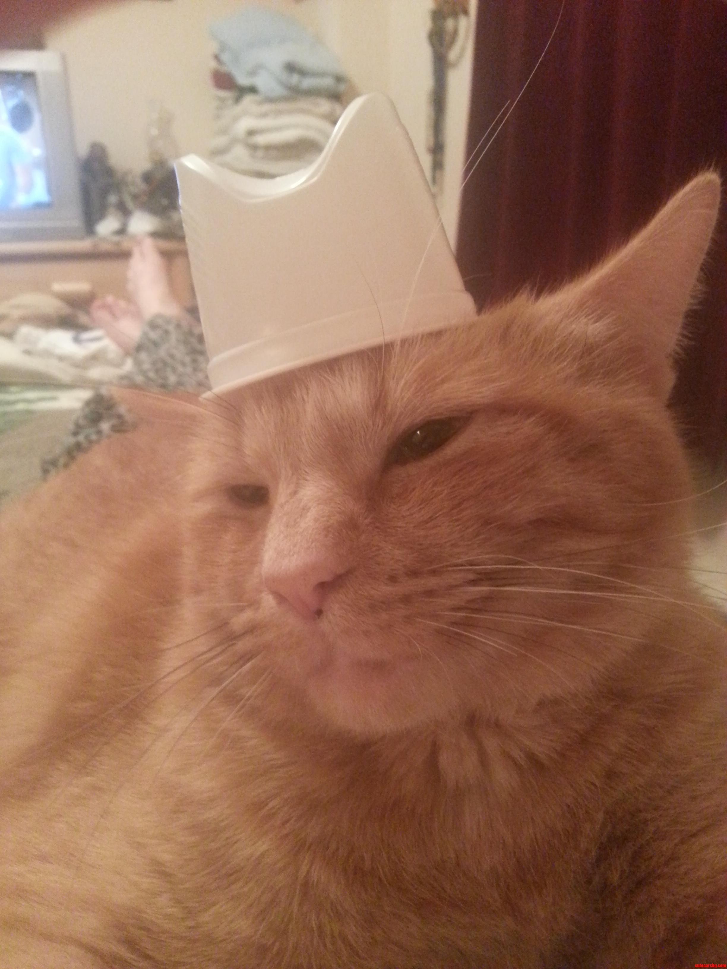 Cheddar Does Not Look Amuzed.