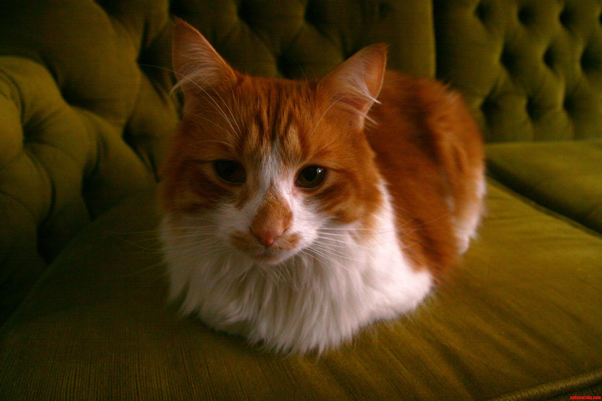 Chester the Cat.