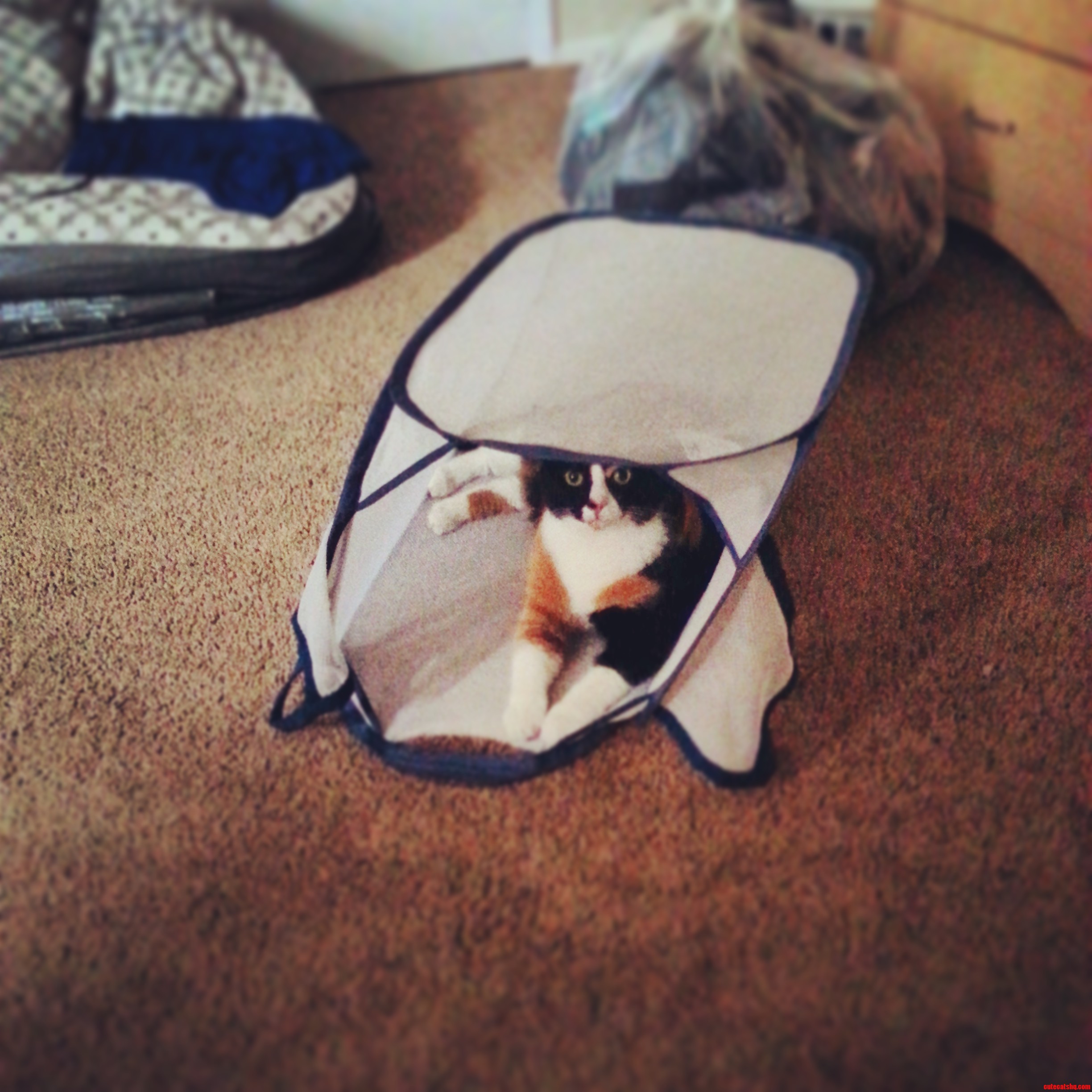 Chloe Has Finally Learned to Cat