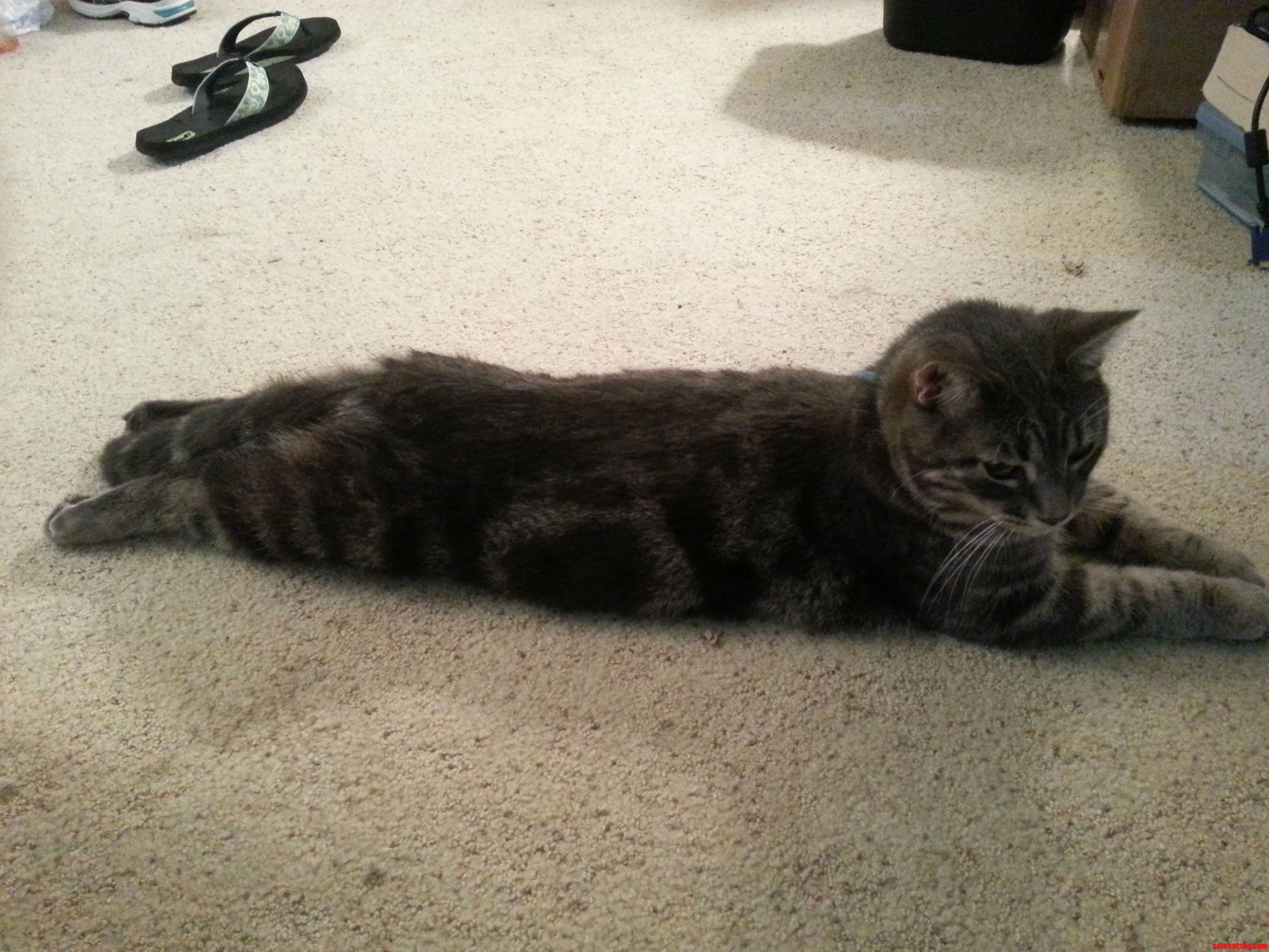 Clu Forgot How to Use His Hind Legs.