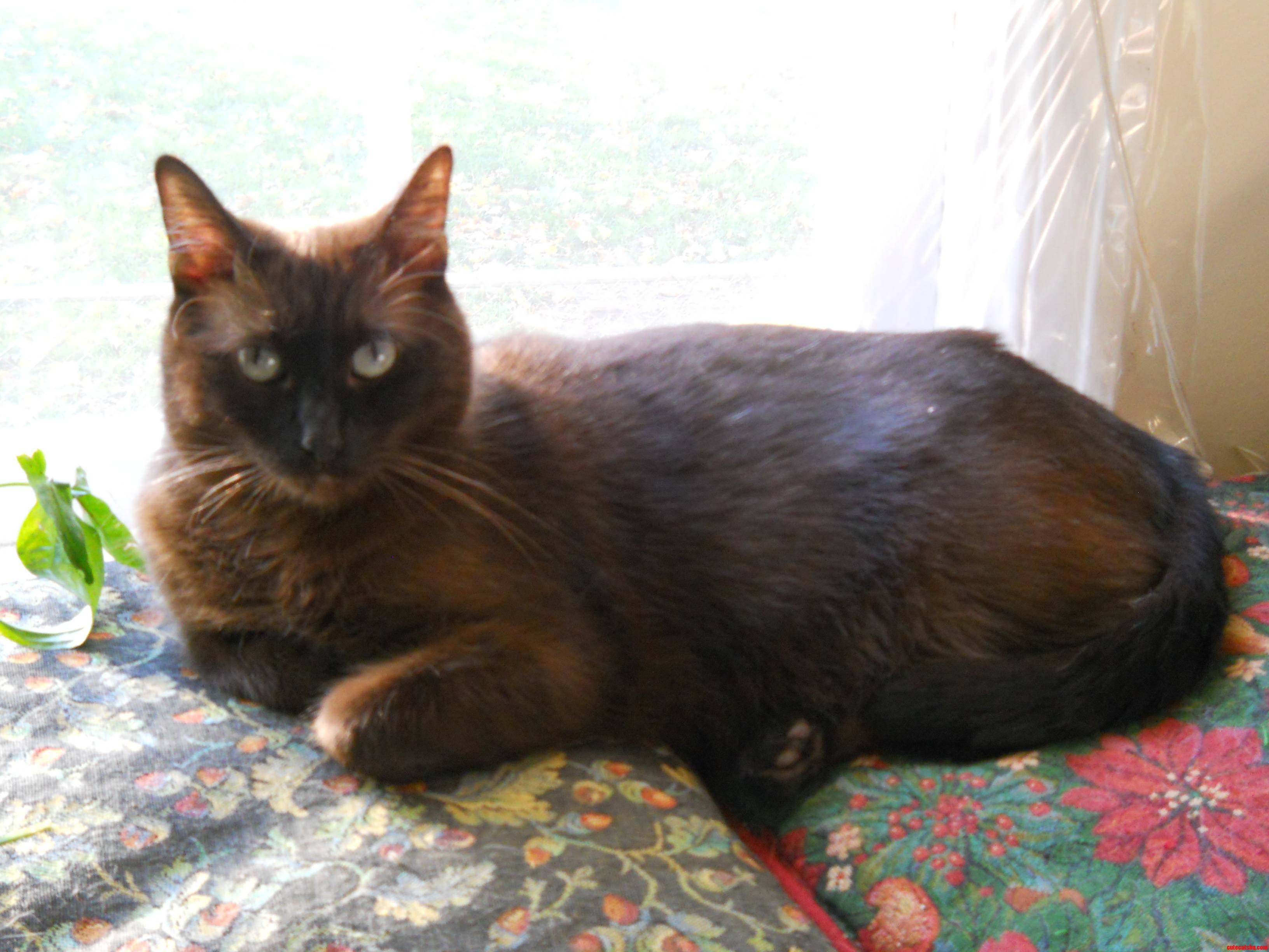 Cocopuff  Sitting Still for Once