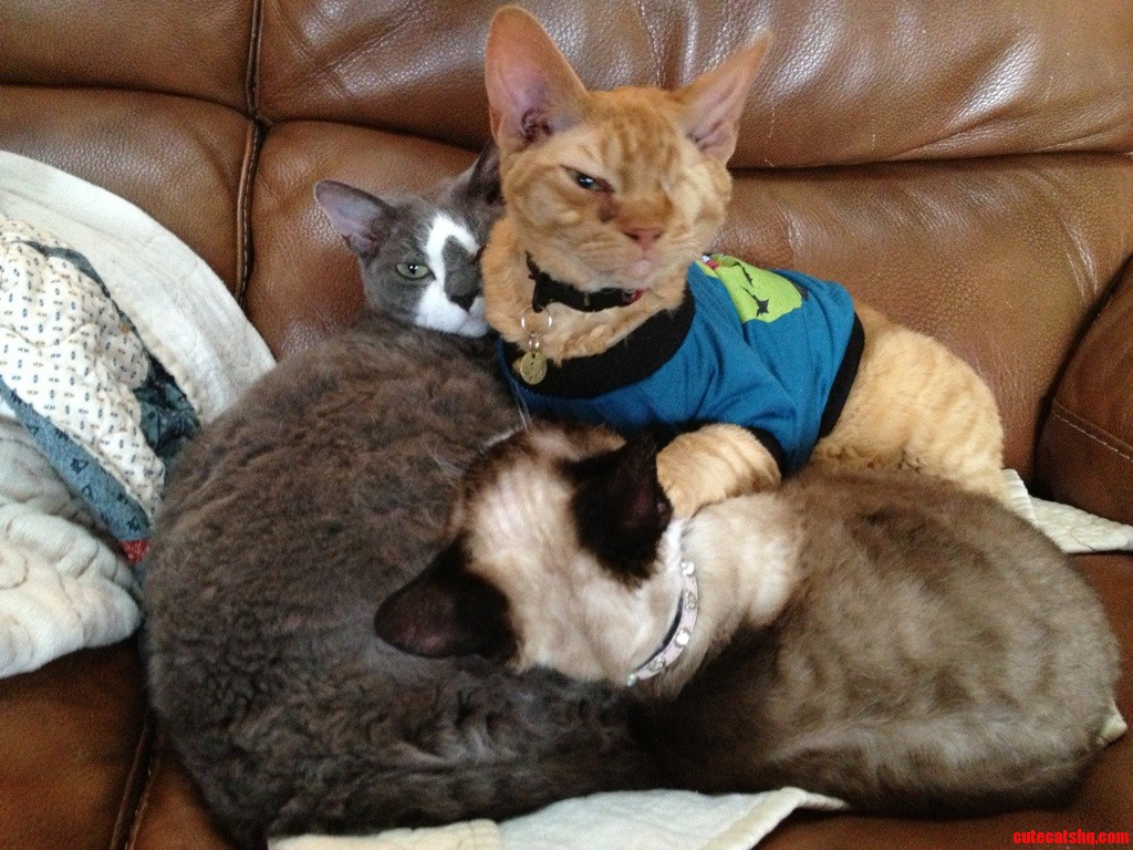 Cuddle Pile