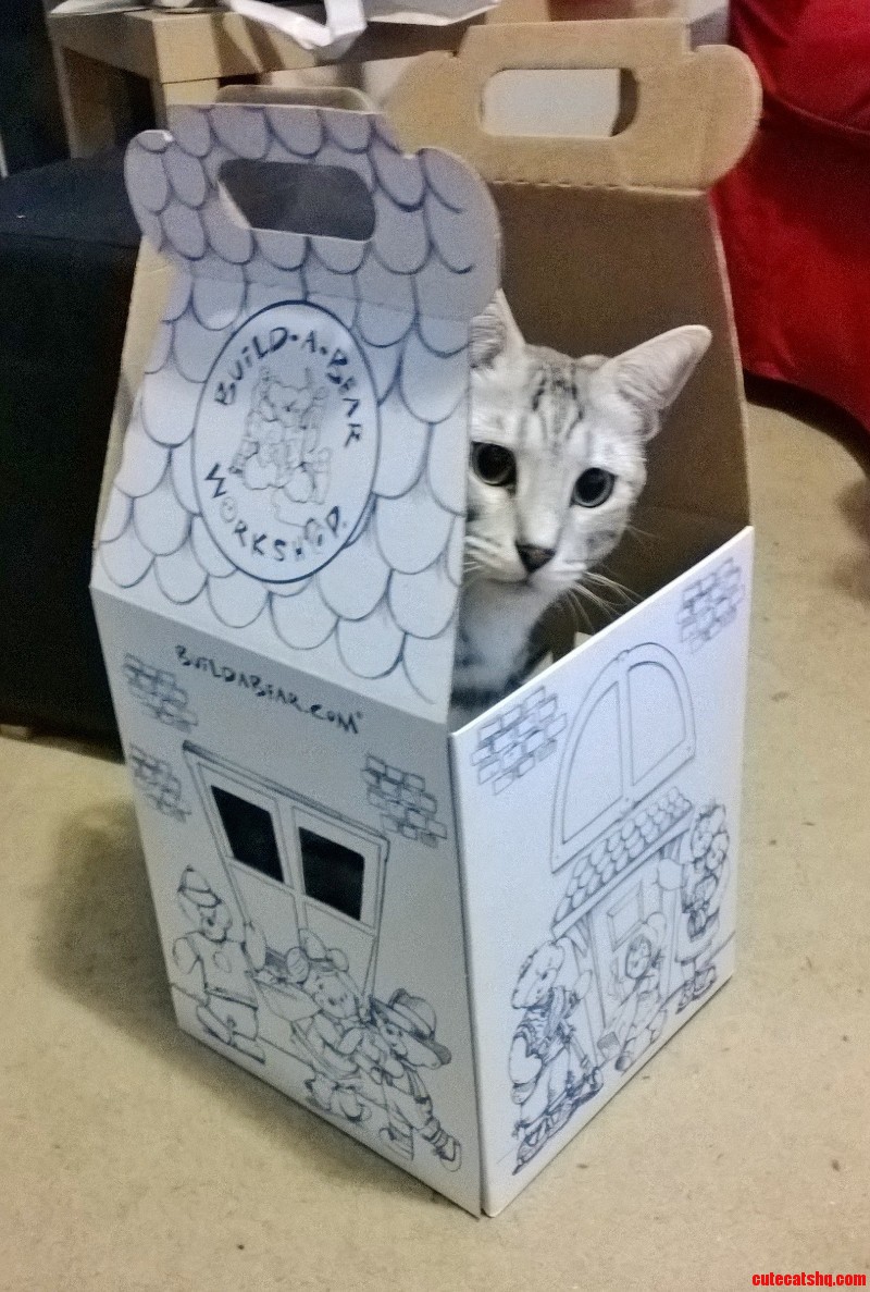 Cutest Build-a-bear I Have Seen  Dante - Egyptian Mau