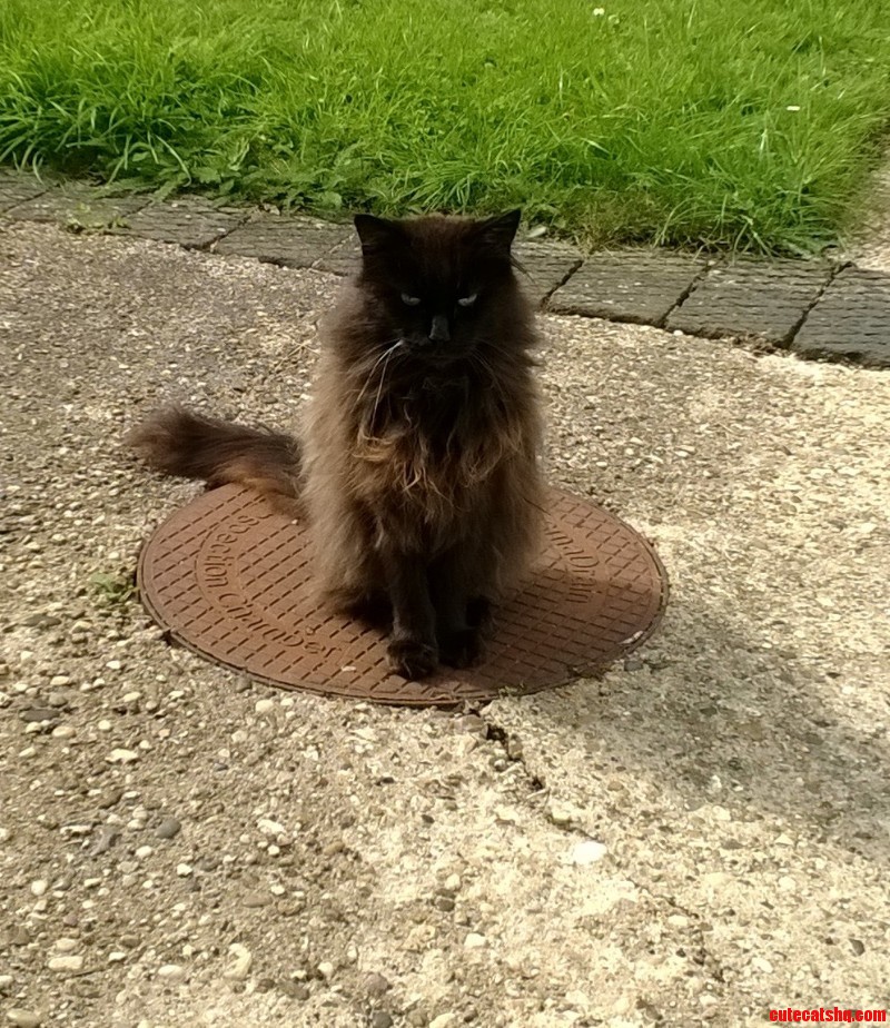 Dads Cat  Phercad  Who Is a Maine Coon  Posing Outside