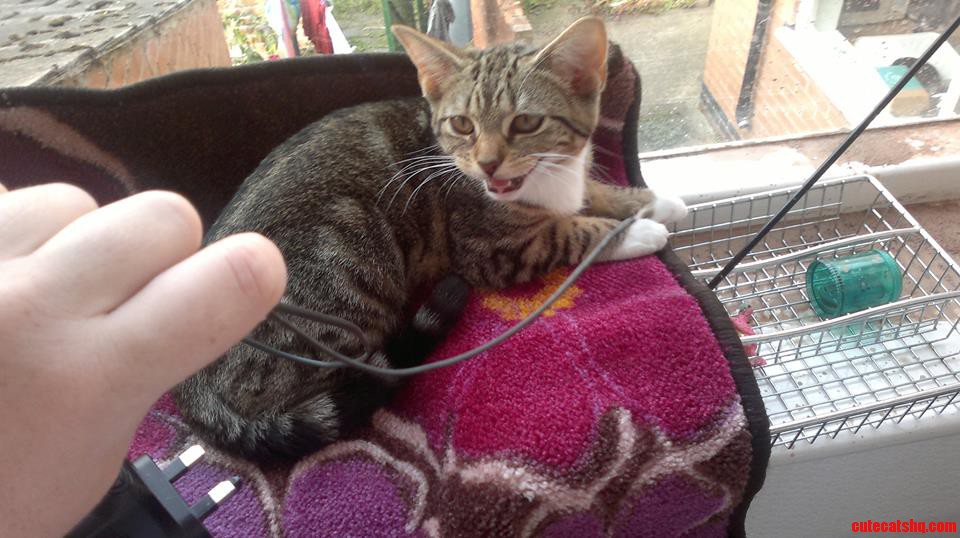 Daisy Dewdrop the Electrical Wire Eater