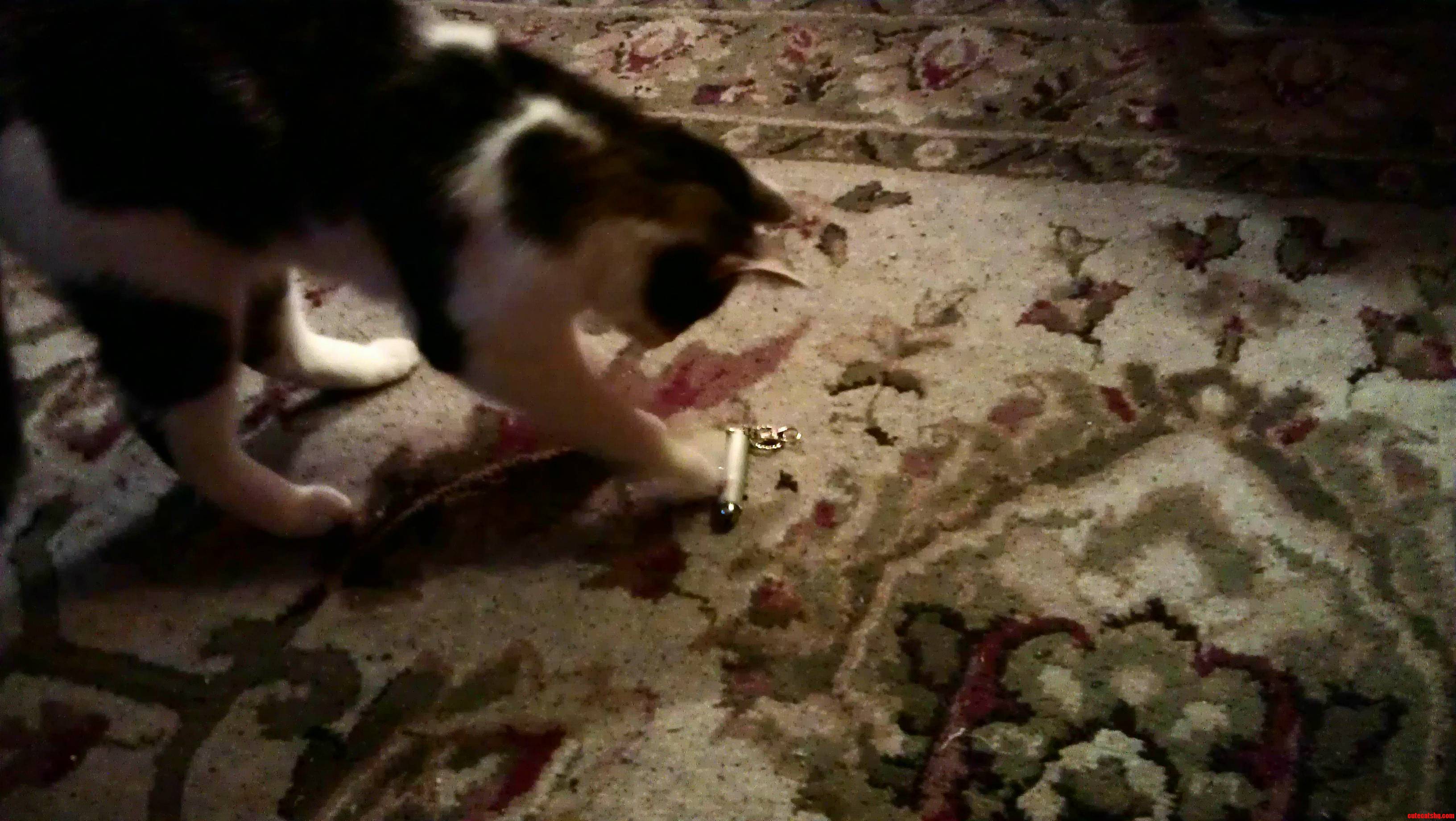 Darcy Just Cant Get Enough of That Laser Pointer