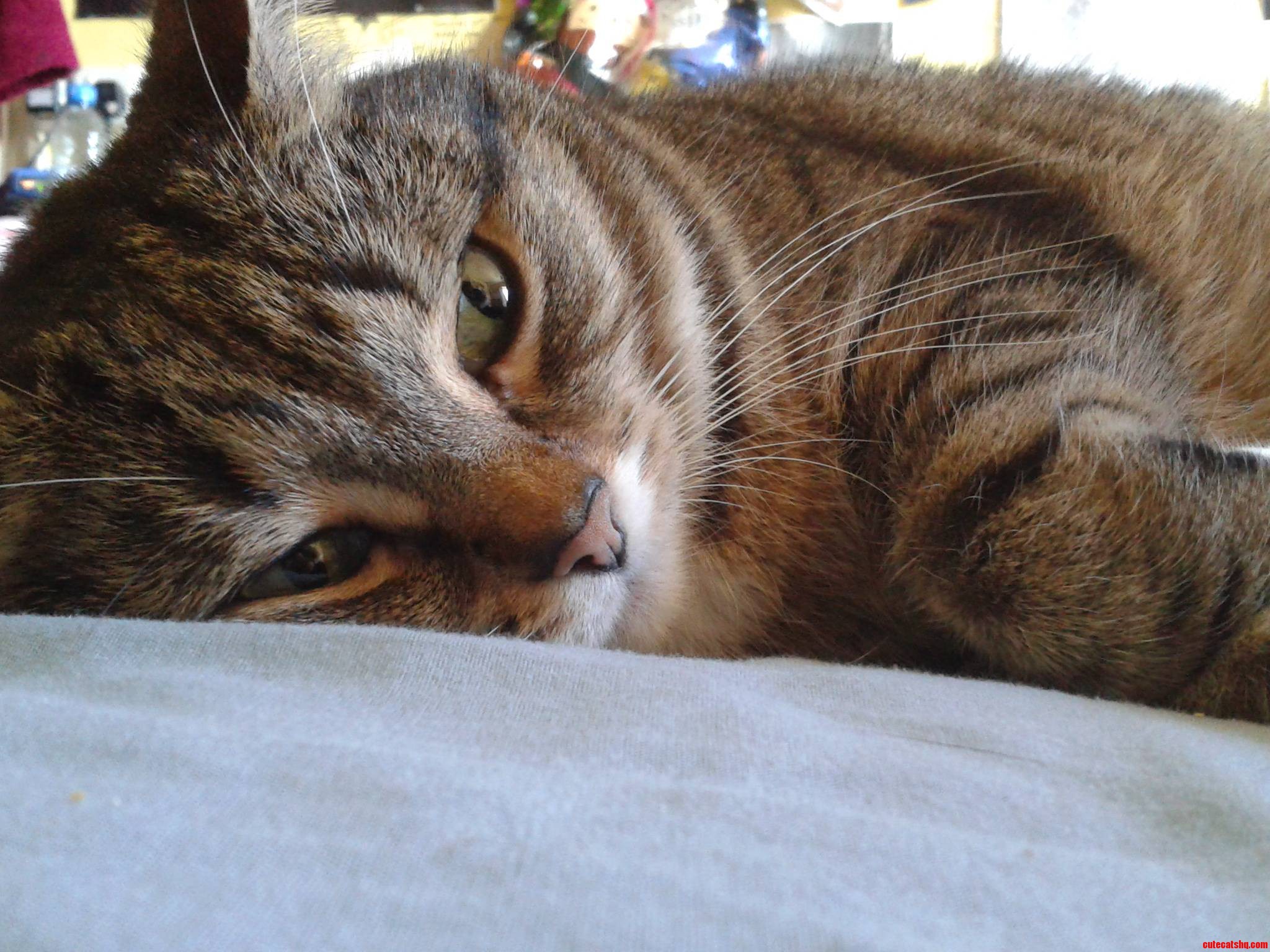 Daydreaming