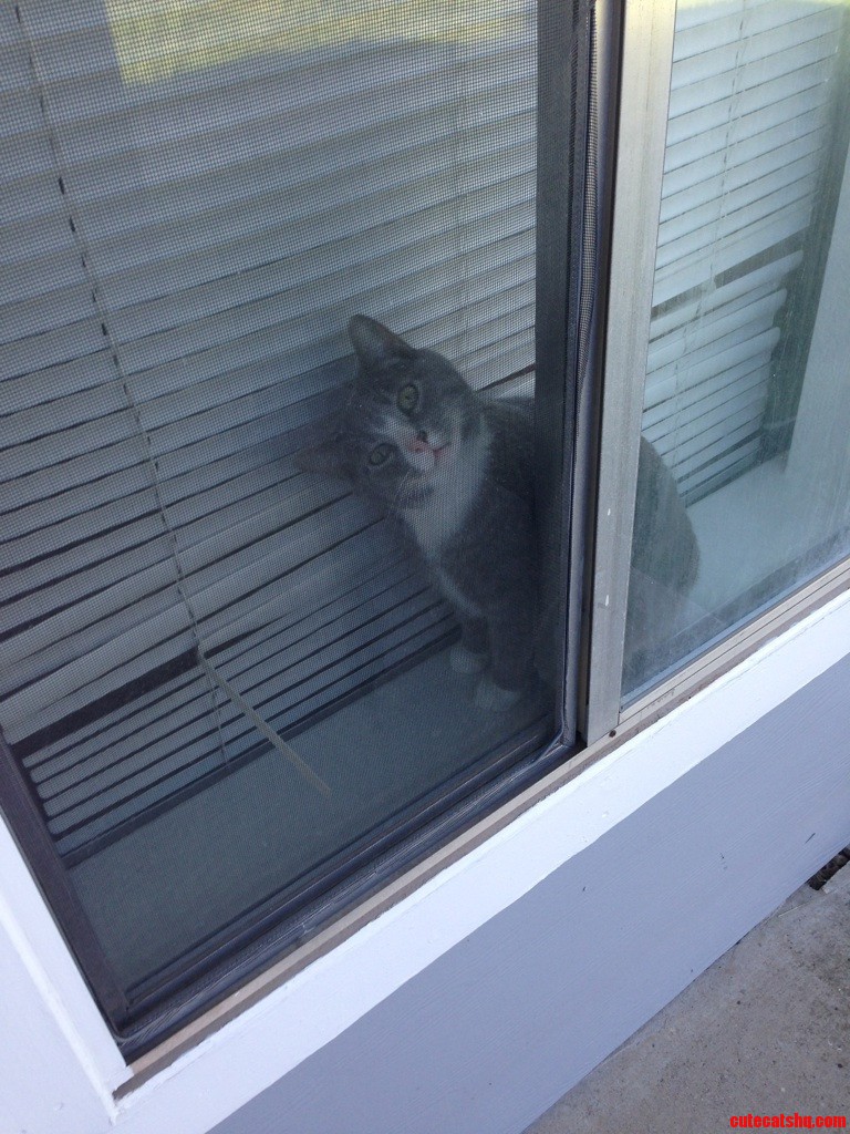 Derpy Kitty