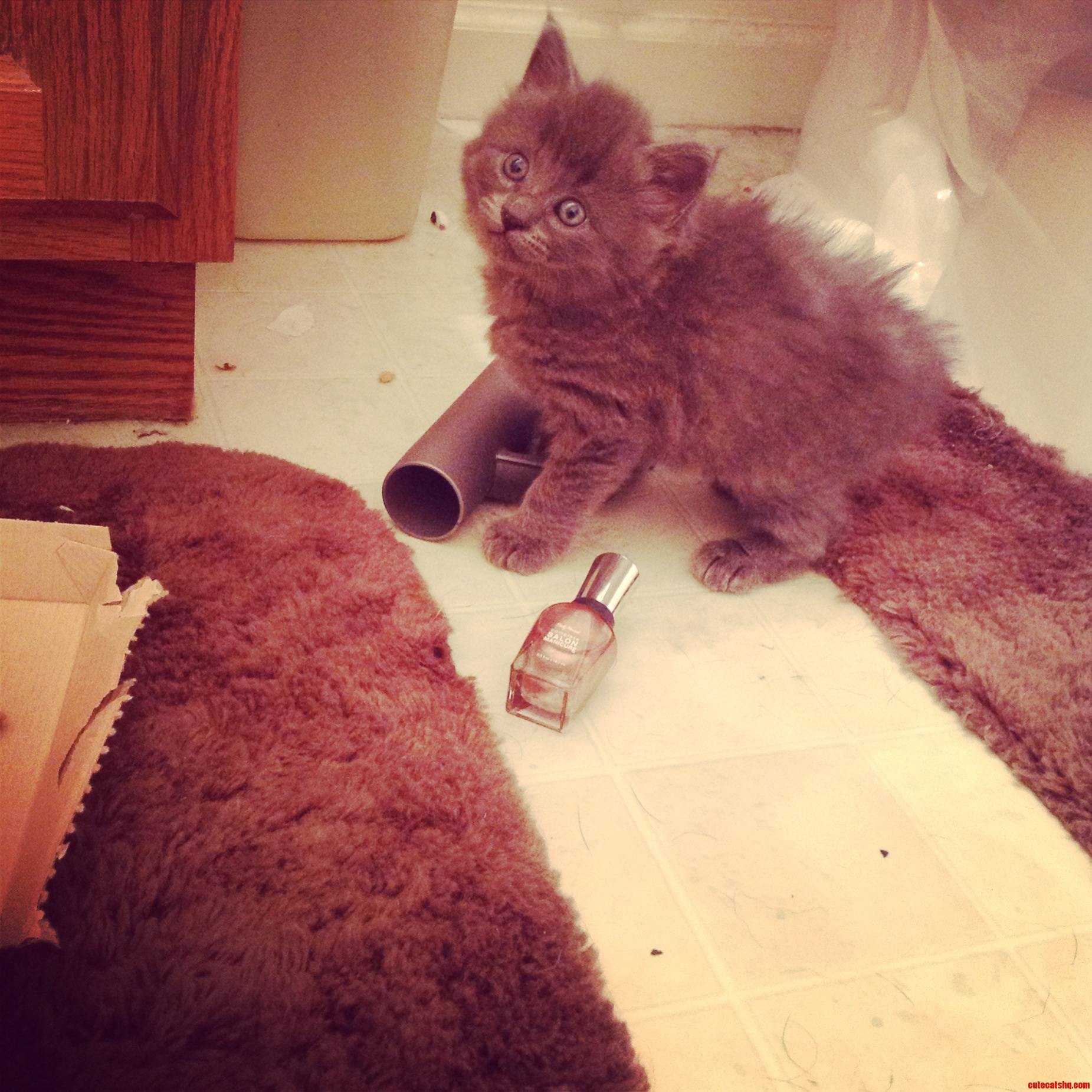 Discovered a Cat Wedged Under My Dumpster. an Hour and Canned Cat Food Later. Meet Mordecai