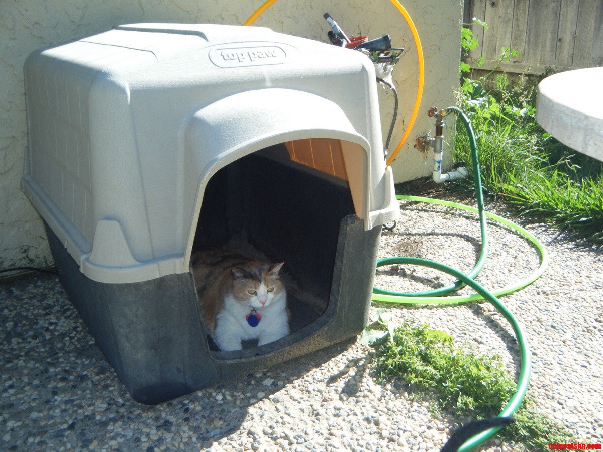 Doghouse Owned