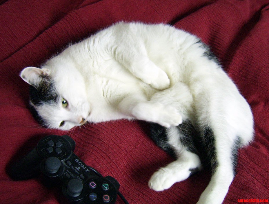 Donna Coming to Terms with Her Destiny As Gamer Cat