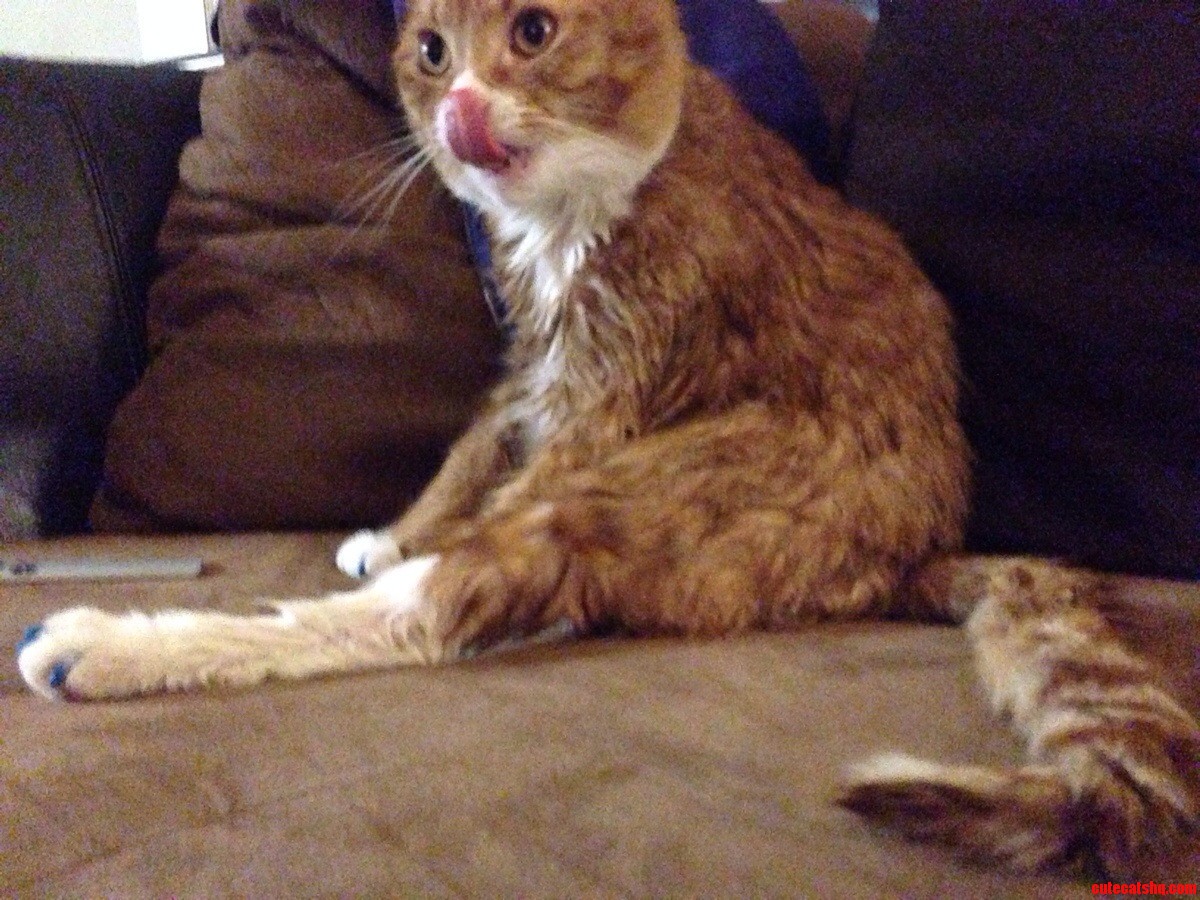 Dr. Kimothy G. Meowington Ii Had His First Real Bath Today  I Think He Had Fun