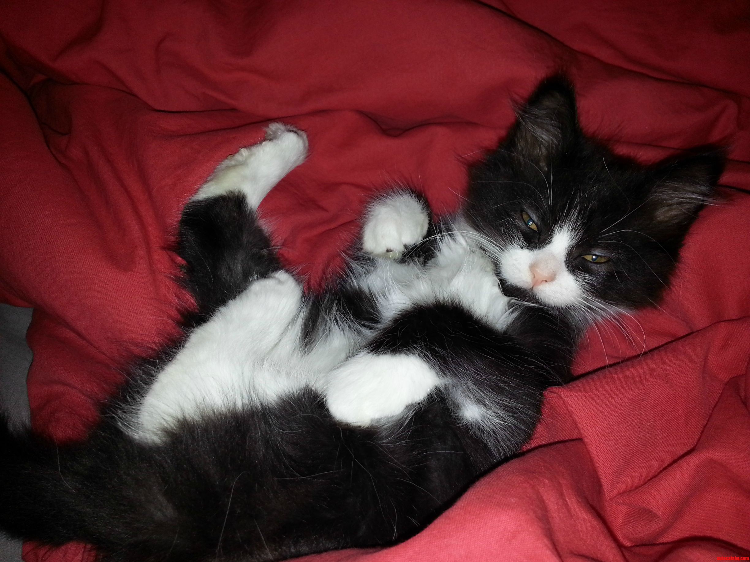 Draw Me Like One of Your French Cats.
