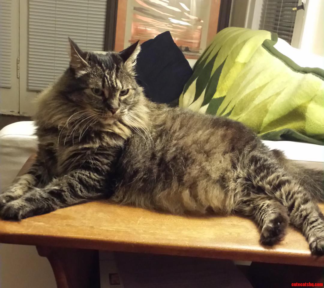Entei  My Legendary Cat