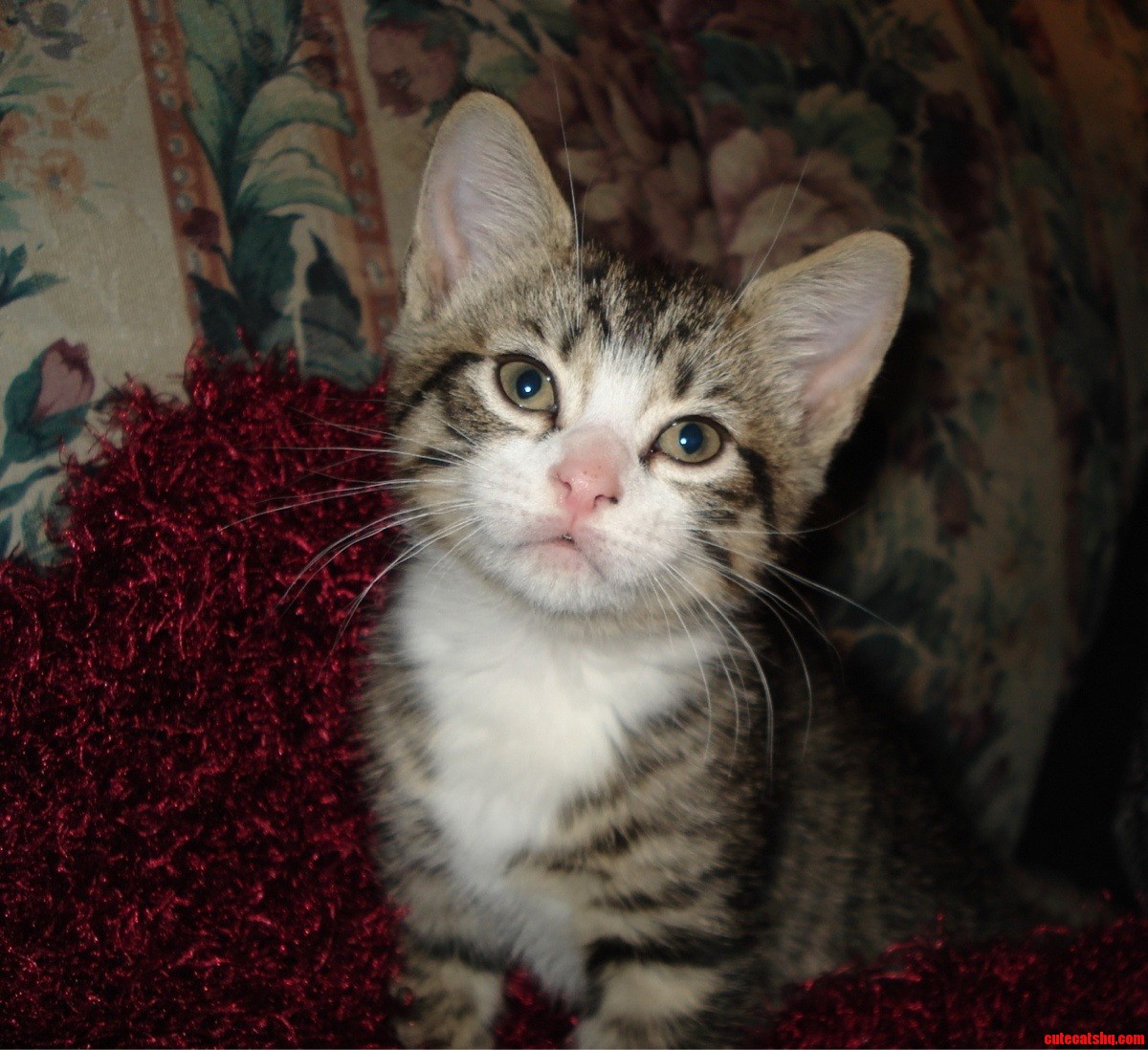 Felix When He Was a Kitten
