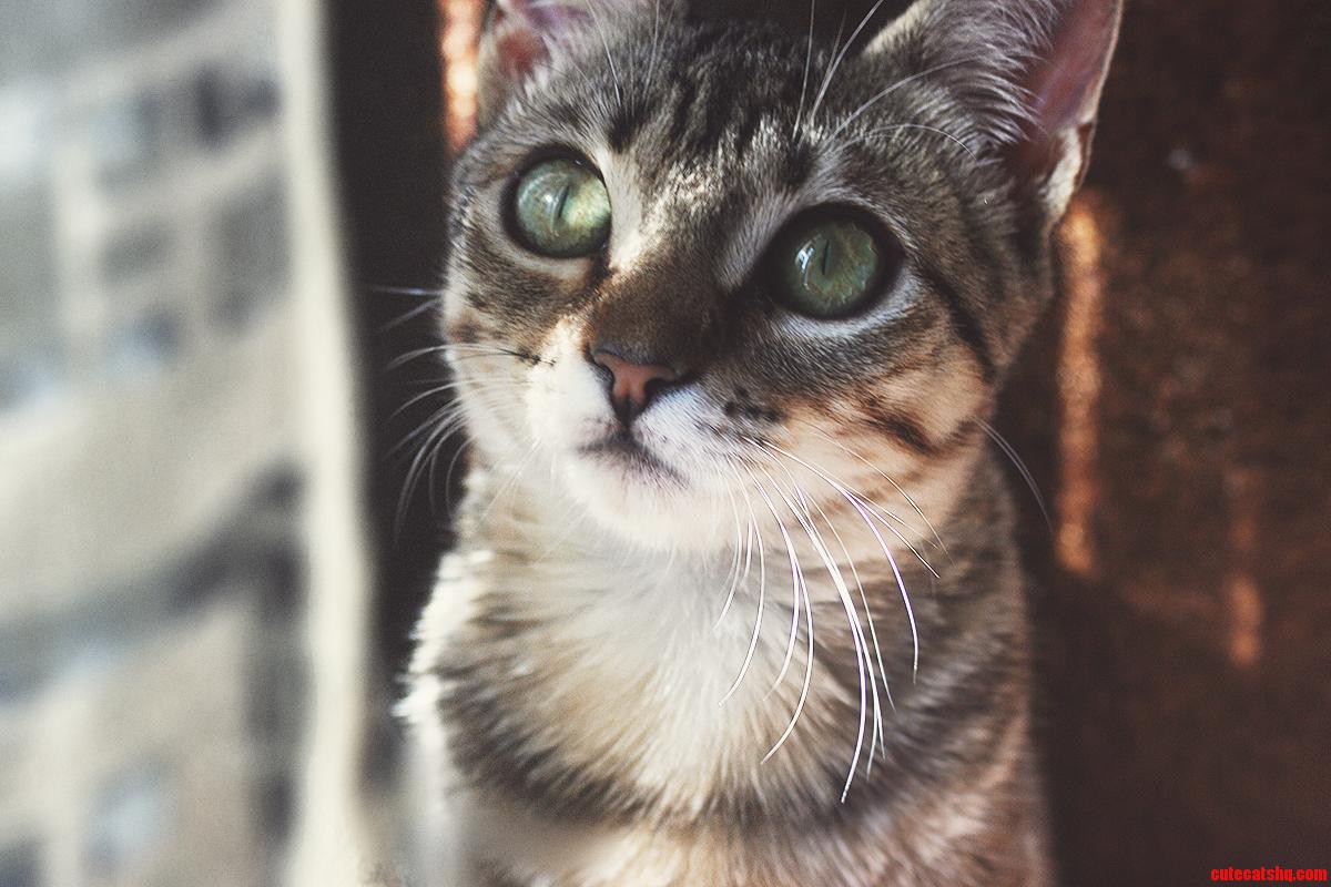 Fell in Love the Moment I Saw Her Face. This Is Vee  My Beautiful Kitten