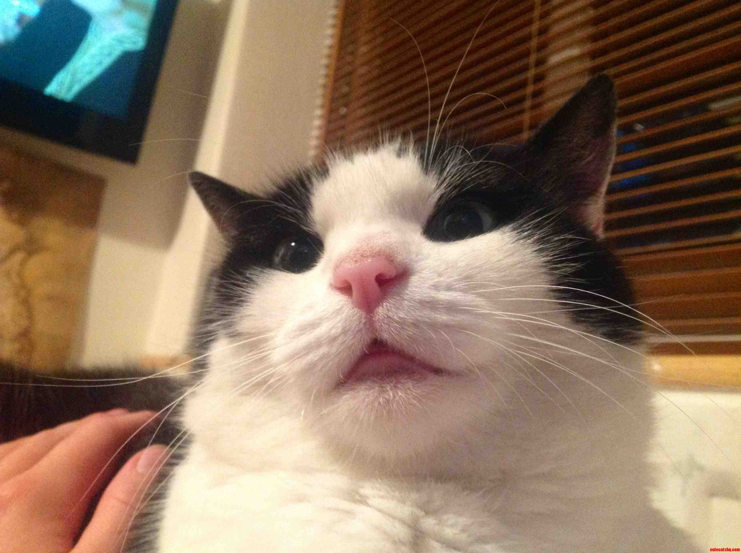 First Cat Post  Meet Phoebe  Who Likes to Mock Me with Stupid Faces Whenever I Wake Up...