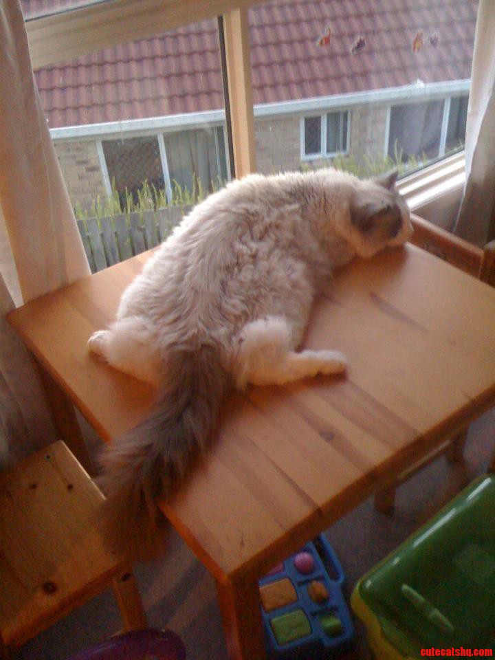 Flat Cat