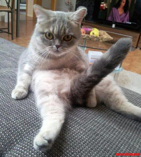 Fluffy   No