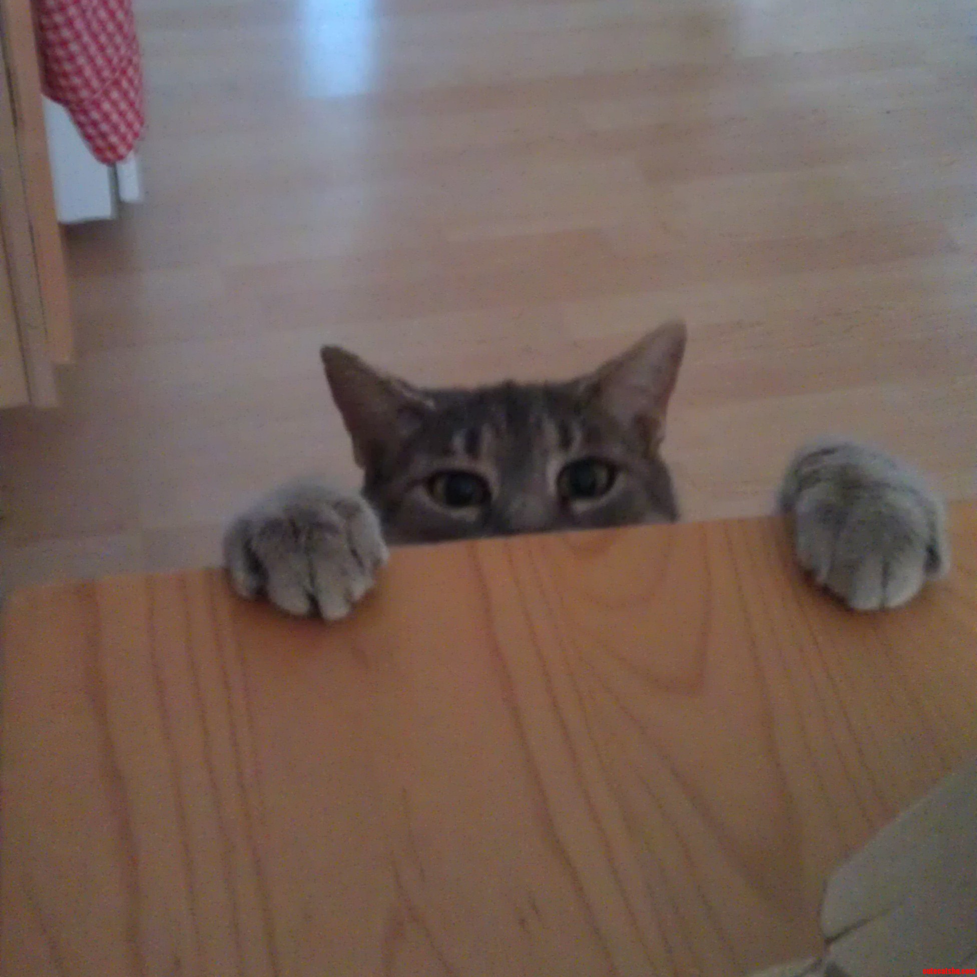 Fly You Fools