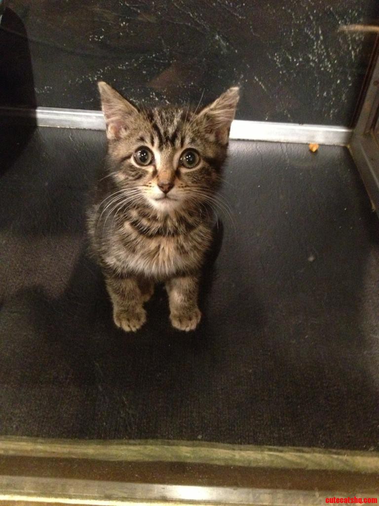 Found the Cutest Kitten at the Pet Store