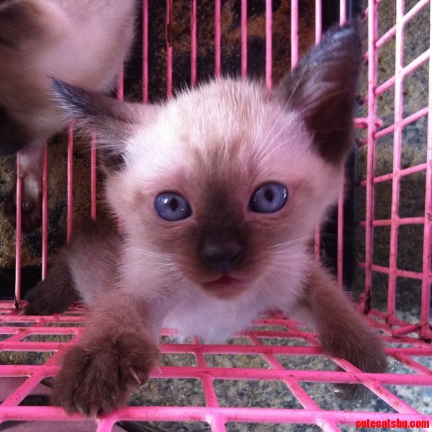 Friend Saw This Siamese Kitten While Traveling in Thailand.