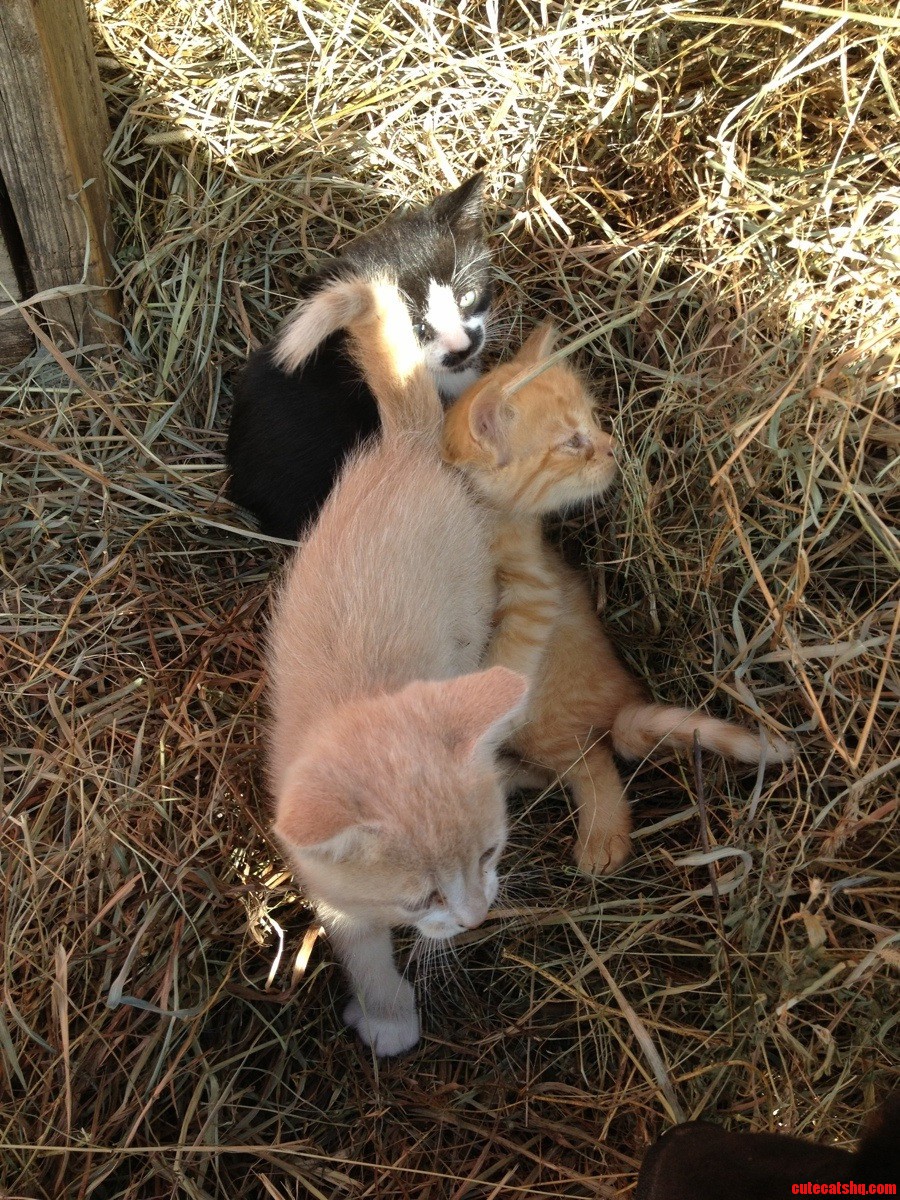 Friendly Multicolor Barn Kittens   These Three Love to Play.