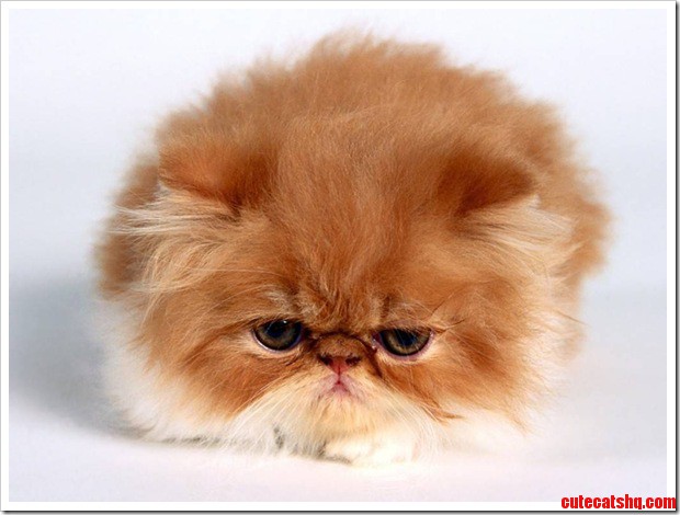 Fuzzy Baby Kitten