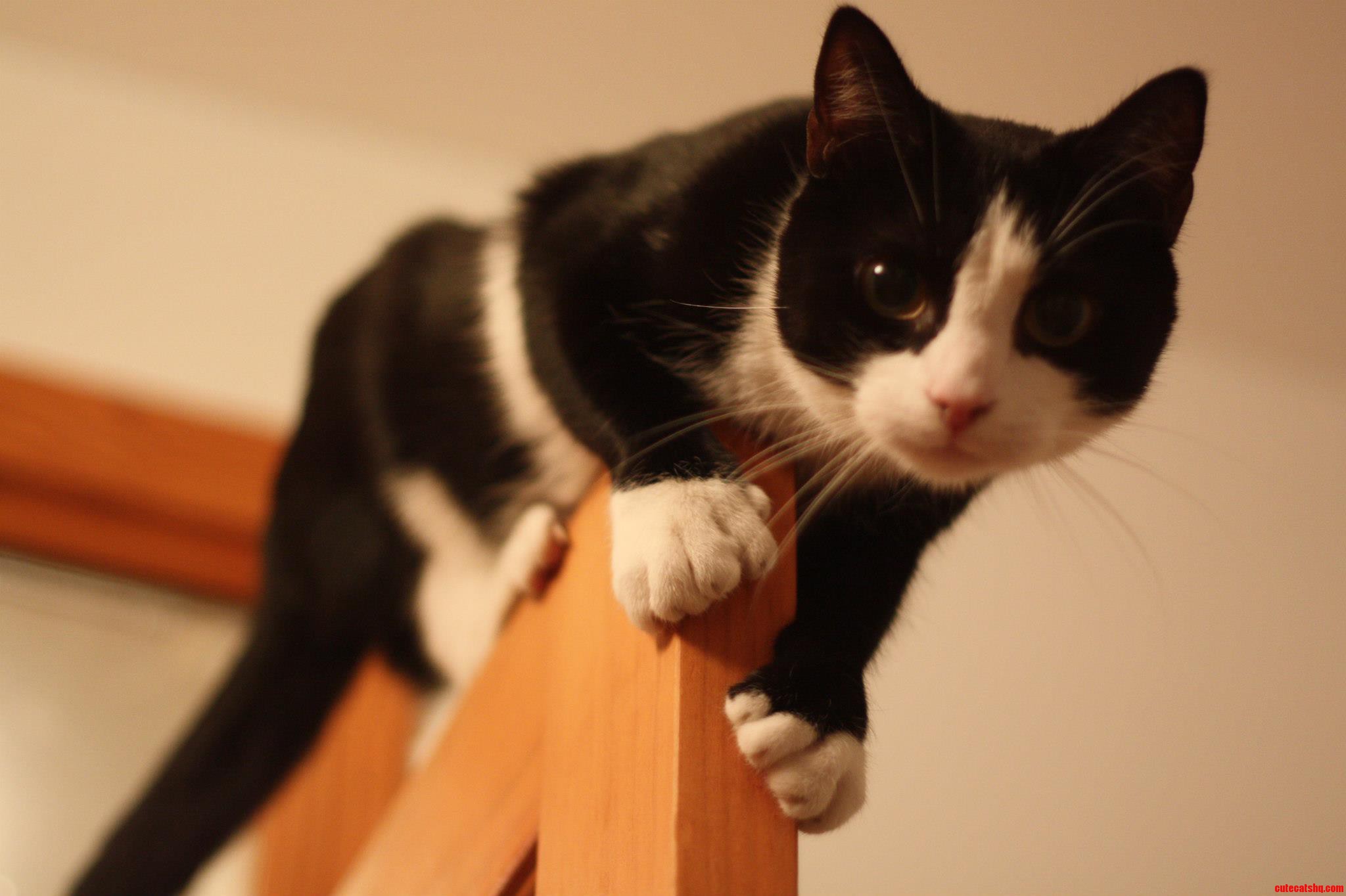 Fuzzy Gargoyle
