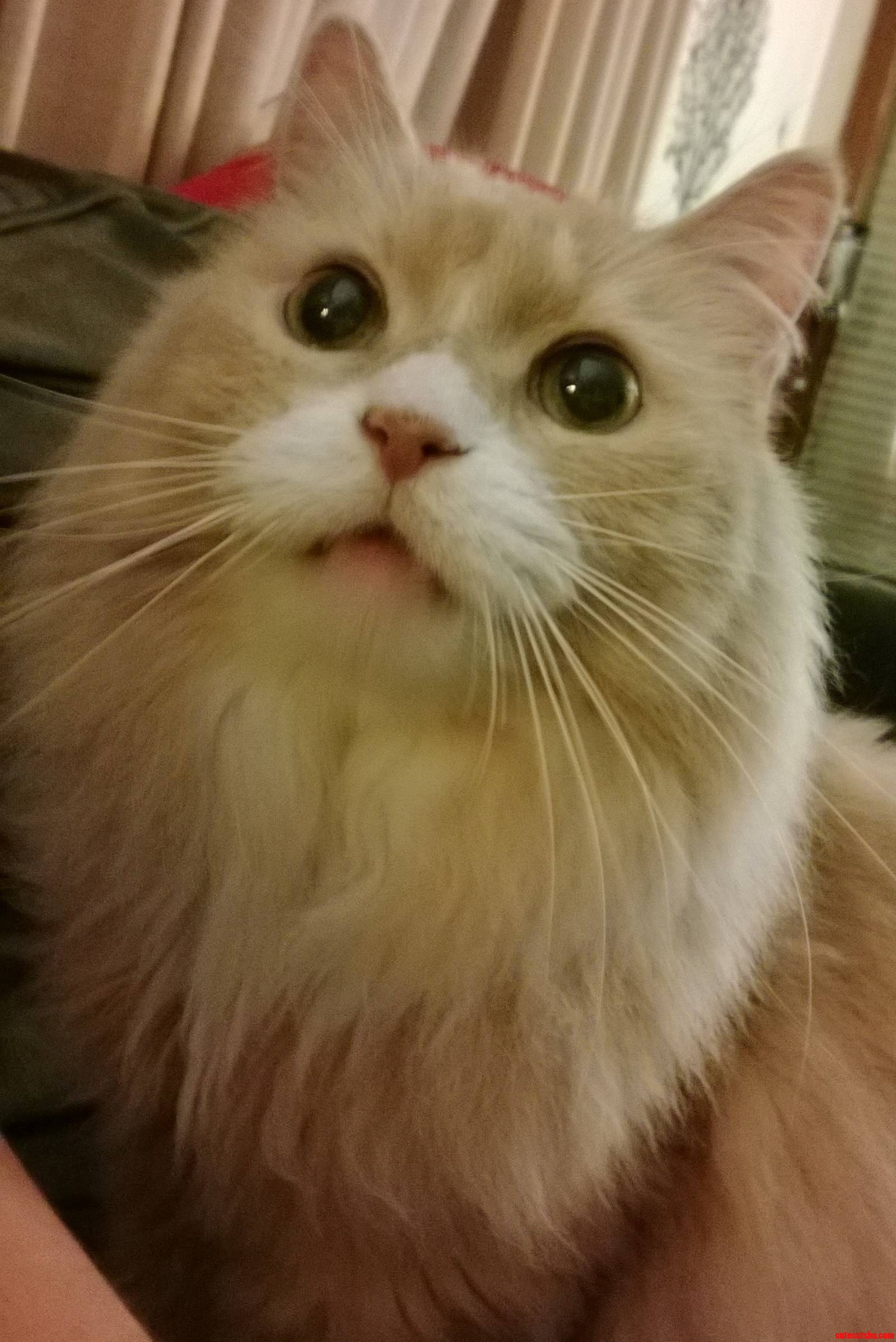 Gilbert Has Derpitude.