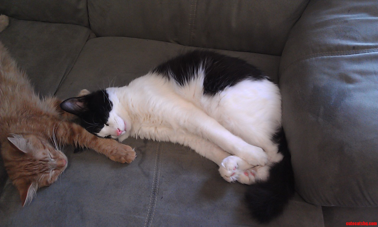 Ginko Always Finds Weird Ways to Sleep.