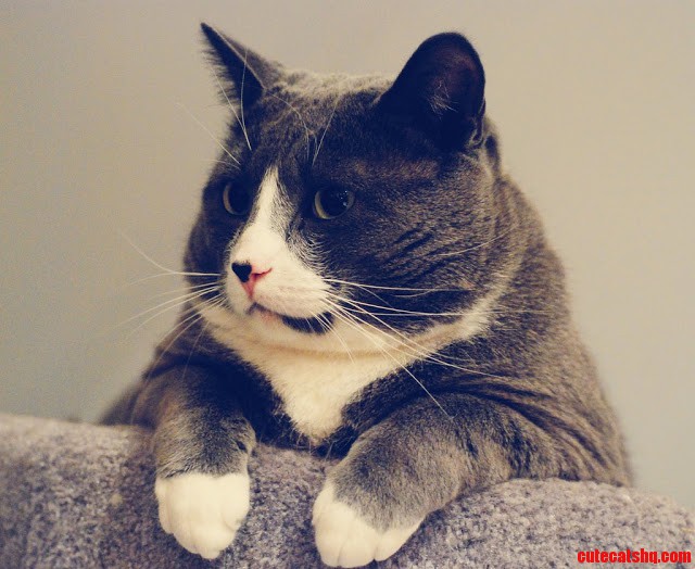 Girls Love Fat Cats