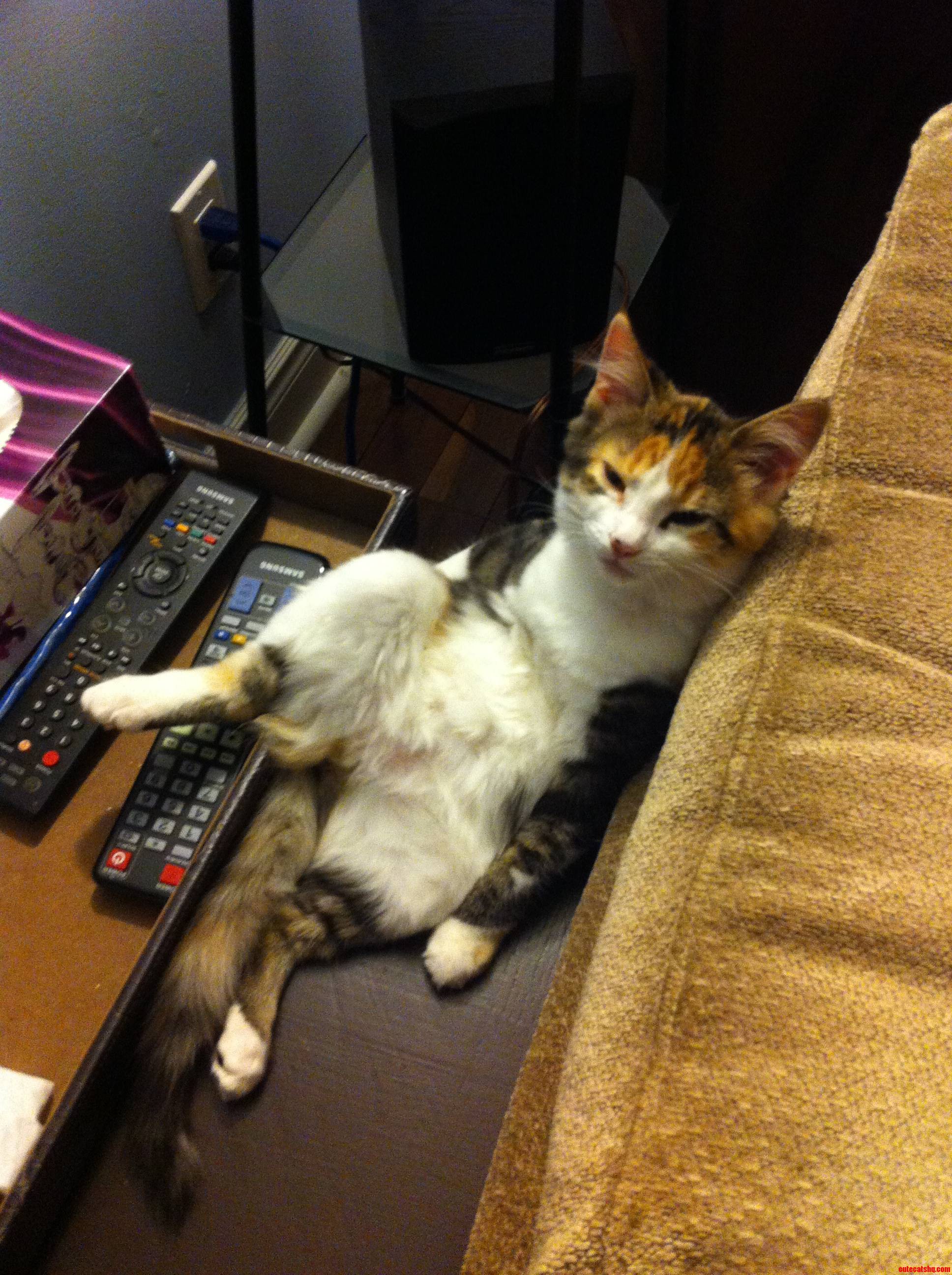 Go Home Cat You Re Drunk. My Kitten Being Her Silly Cute Self