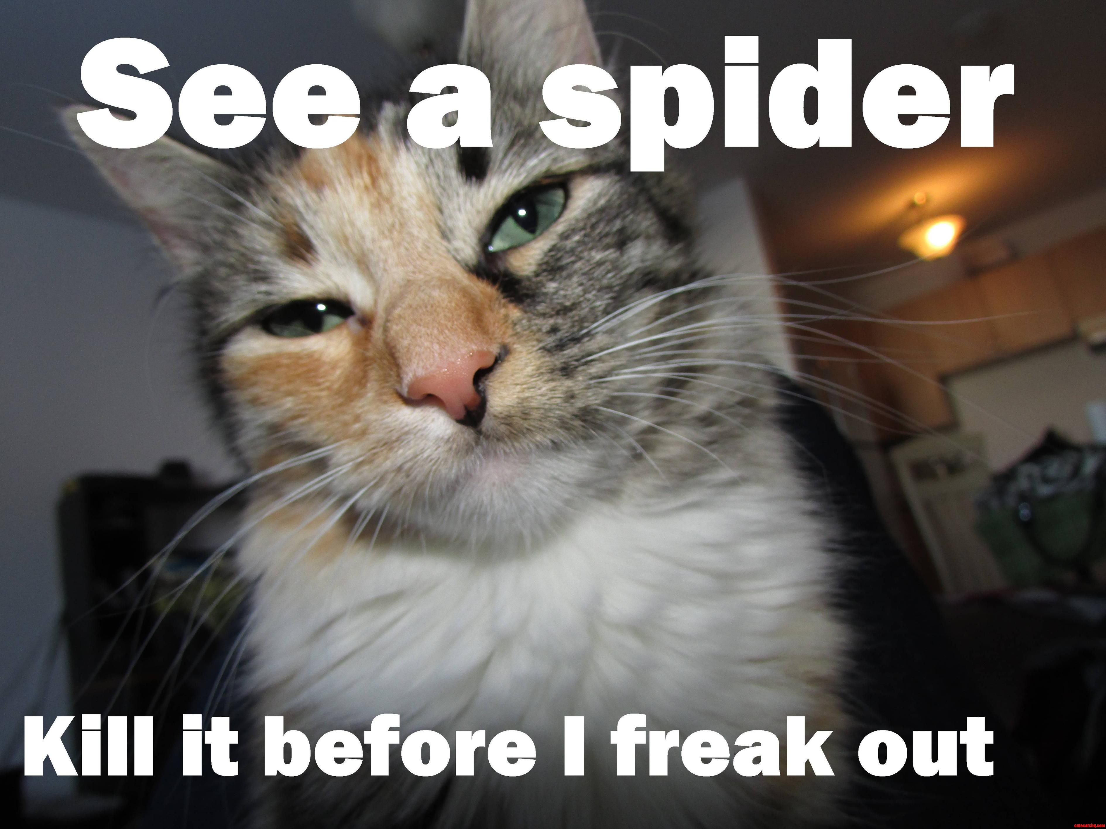 Good Guy Cat