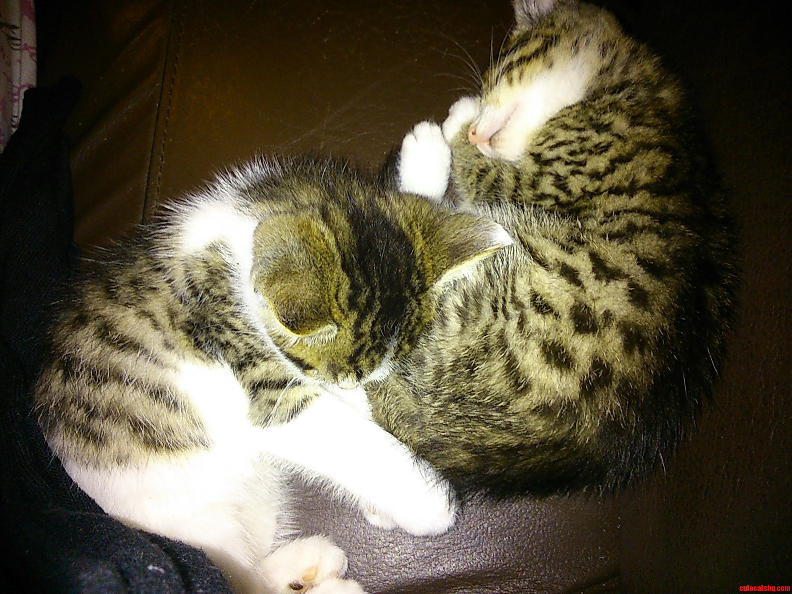 Got These Two Little Bundles of Fluffy Joy a Couple of Days Ago. Meet Charlie and Maurice.