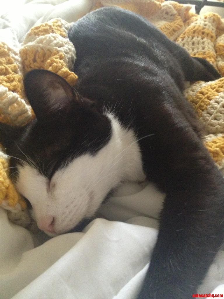 Happy Cat Dreams