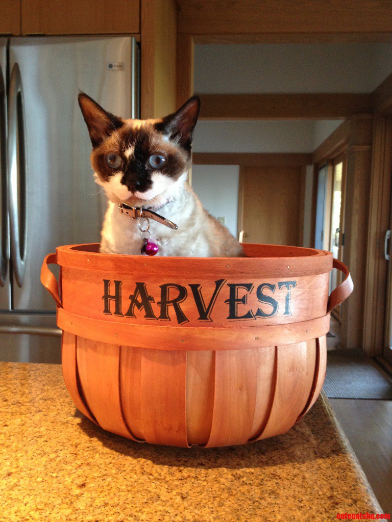 Harvesting Kitties
