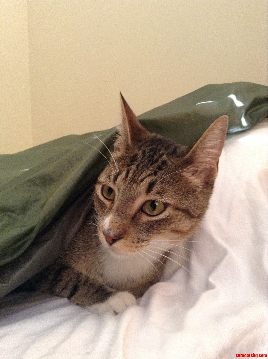 He Appreciates a Freshly Made Bed.