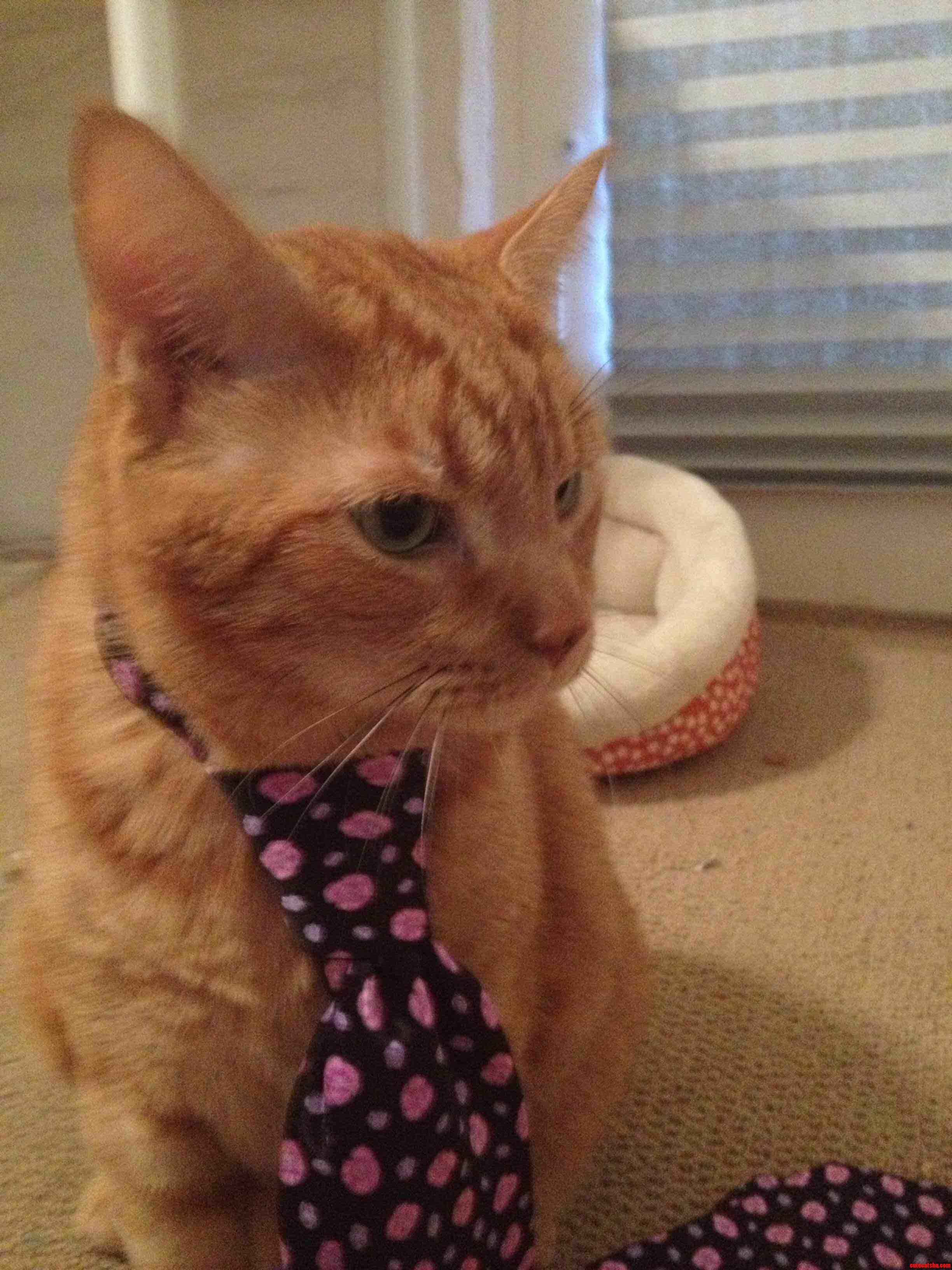 He Did So Well Last Time I Got Him in a Different Tie.